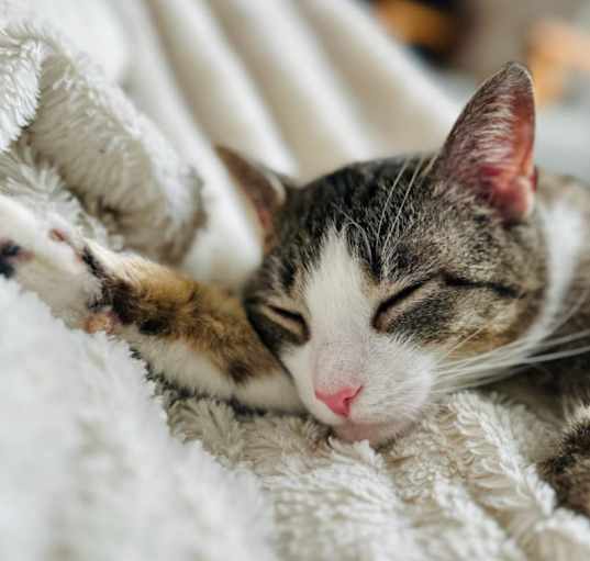 Photo of Croissant