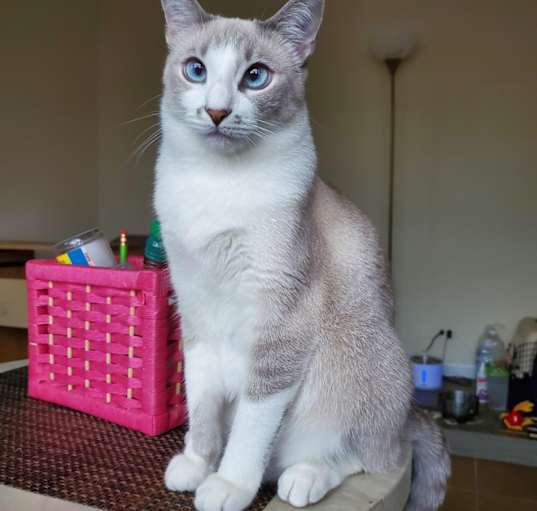 Photo of Nala