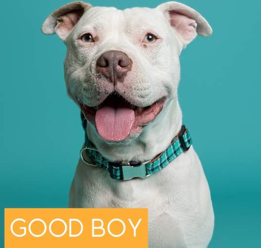 Photo of Good boy
