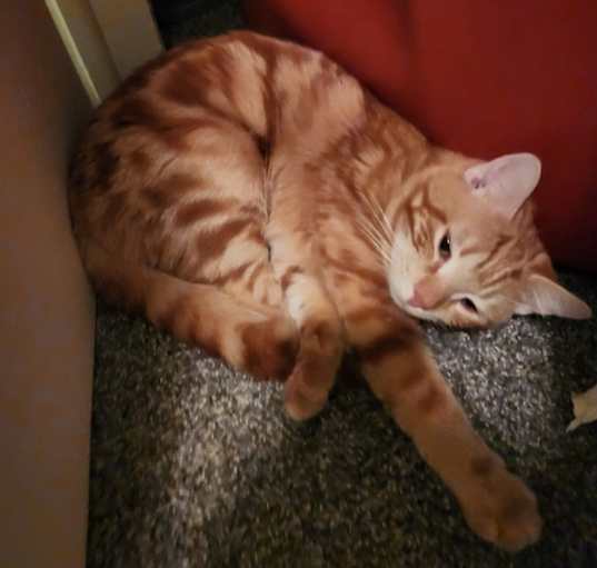 Photo of Ginger