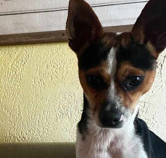 Photo of Bambino