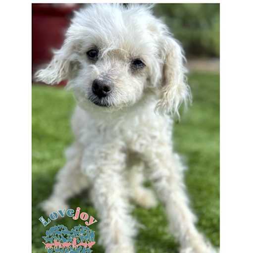 Photo of COH Peaches
