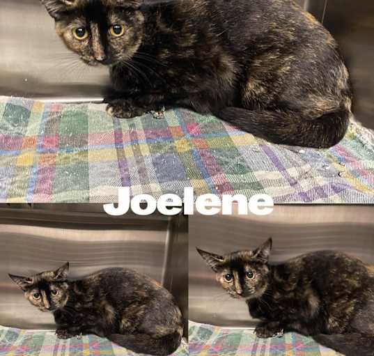 Photo of Jolene