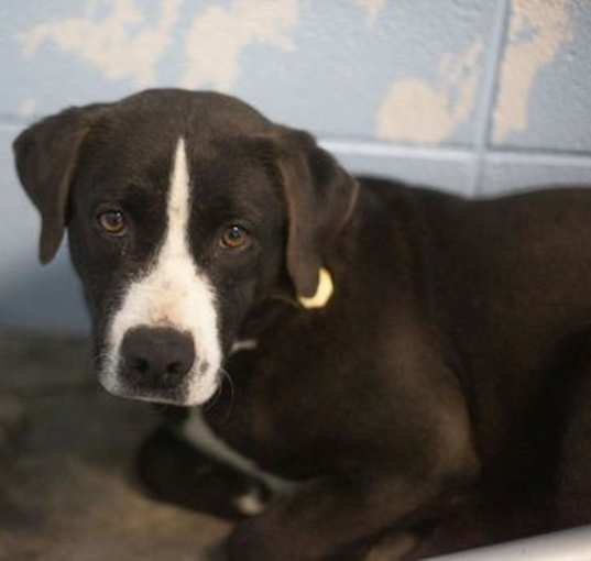 Photo of Buddy