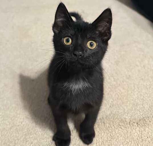 Photo of Thackery Binx