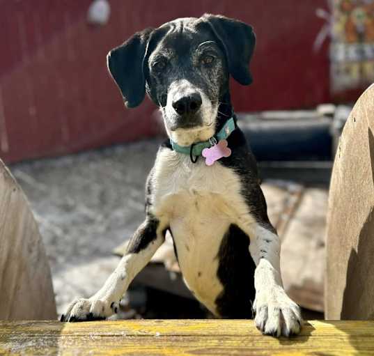 Photo of Rusty