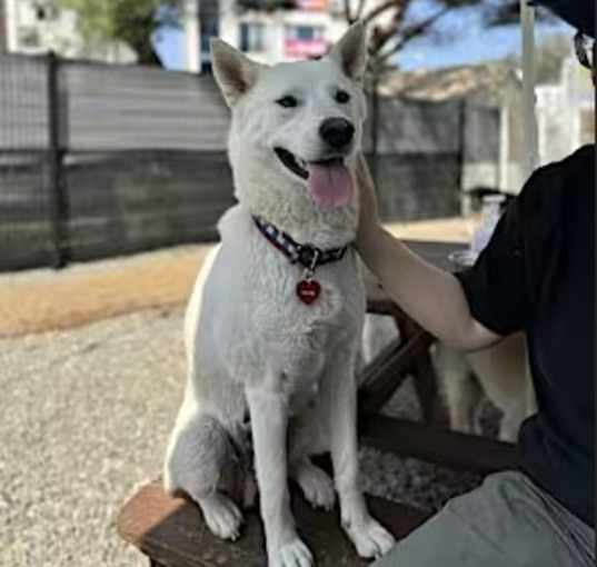 Photo of Nala