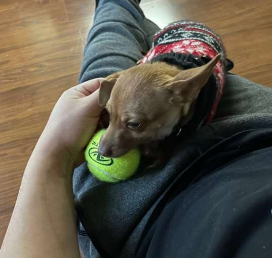 Photo of Rocky