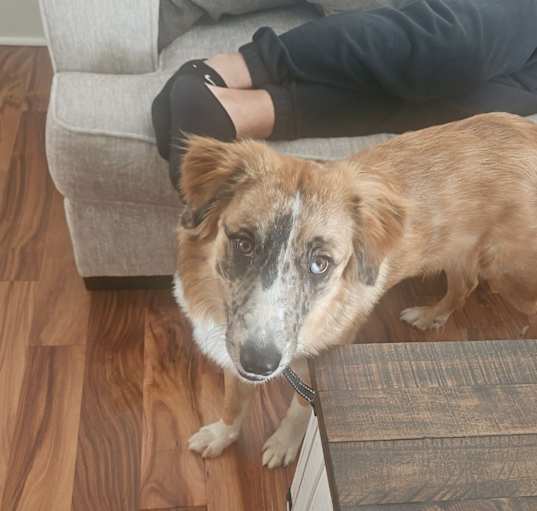Photo of Nala