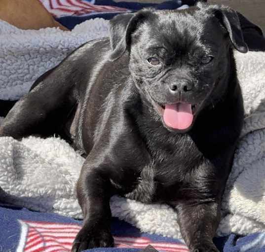 Photo of Apollo