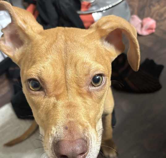 Photo of Rex