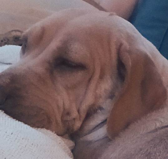 Photo of Honey