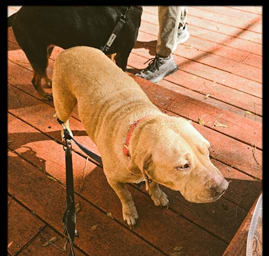 Photo of Honey