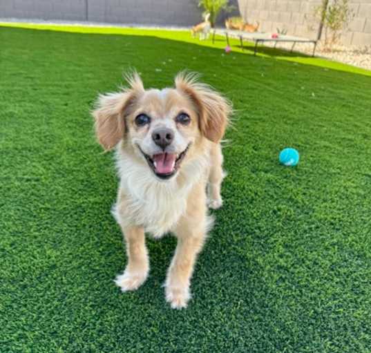 Photo of Chica