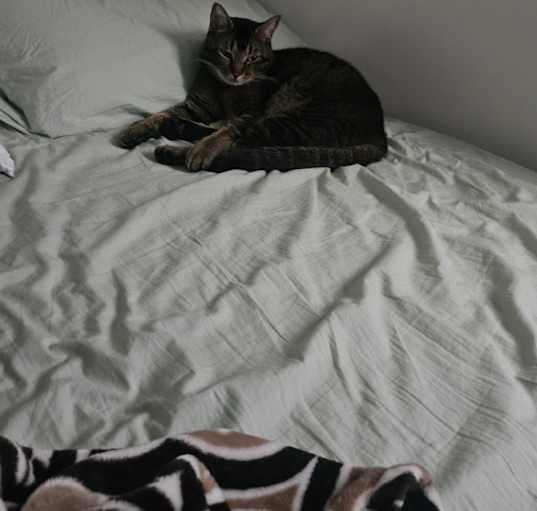 Photo of Milo
