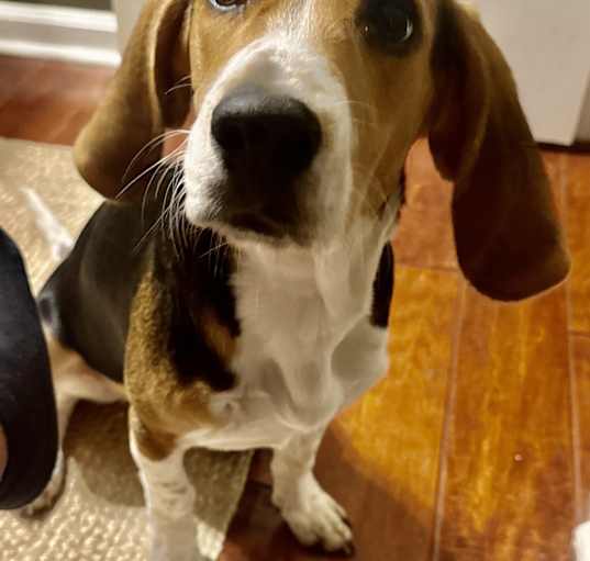 Photo of Sammy