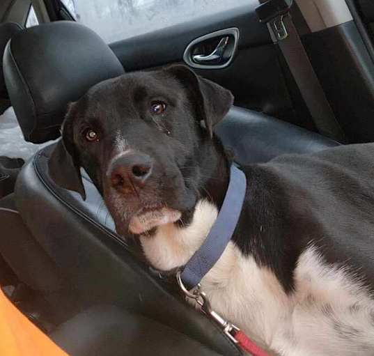 Photo of Hobo