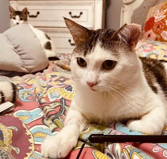 Photo of Biscuit 4