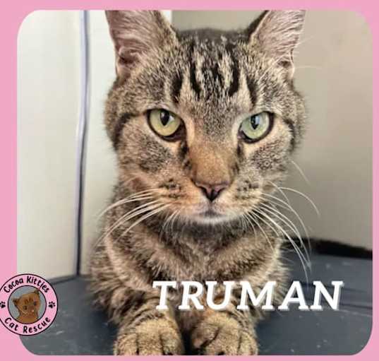 Photo of Truman