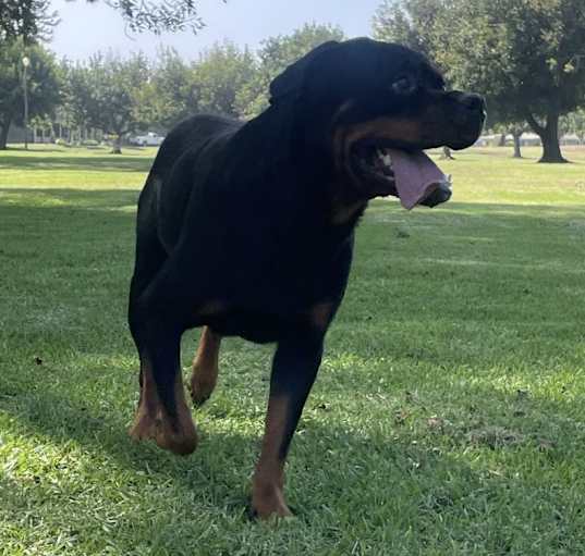 Photo of Onyx
