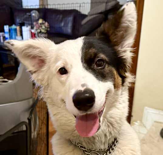 Photo of Shelby