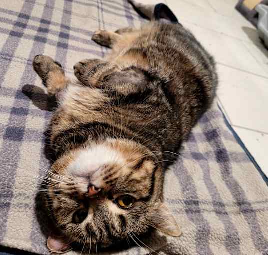 Photo of Tater Tot
