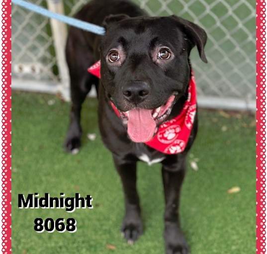 Photo of MIDNIGHT (see GRAHAM)-video