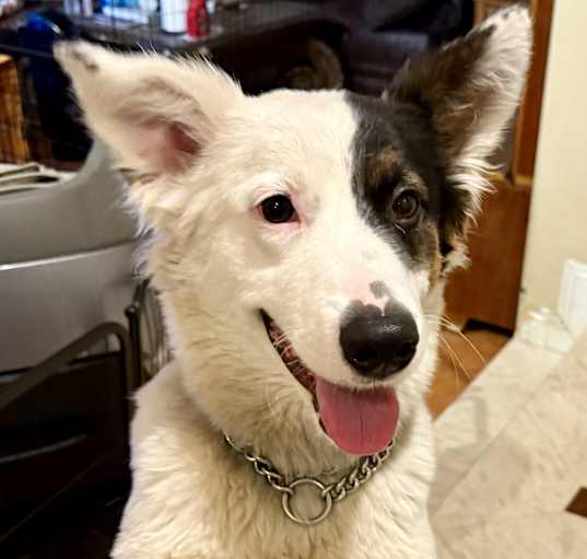 Photo of Shelby