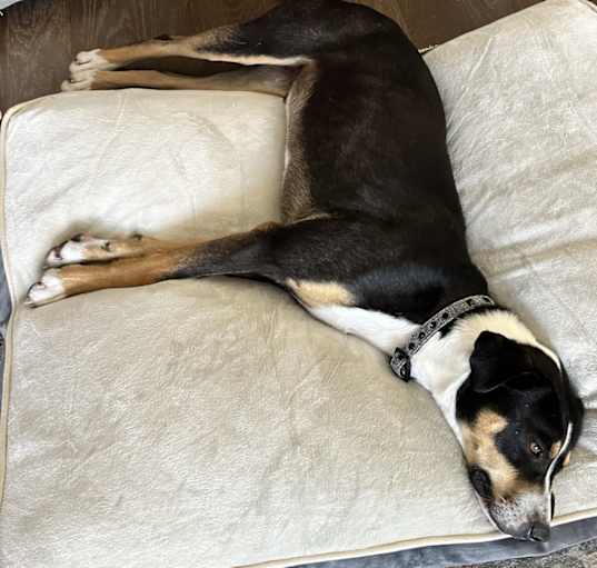 Photo of Luther