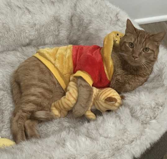 Photo of Goldie