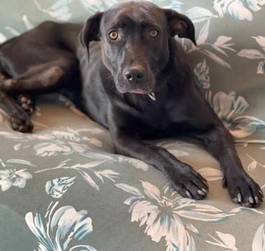 Photo of Suki