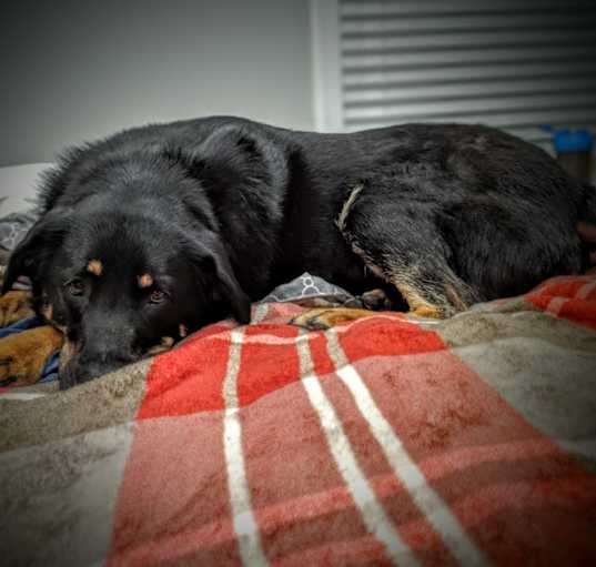 Photo of Bear