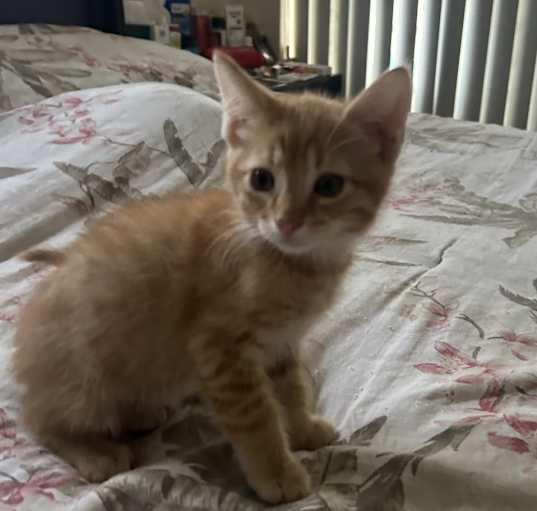Photo of Kitty