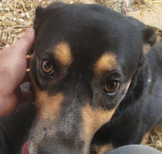Photo of Cody, buddy Jackson.