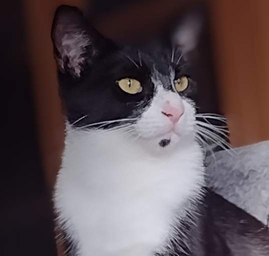 Photo of Button