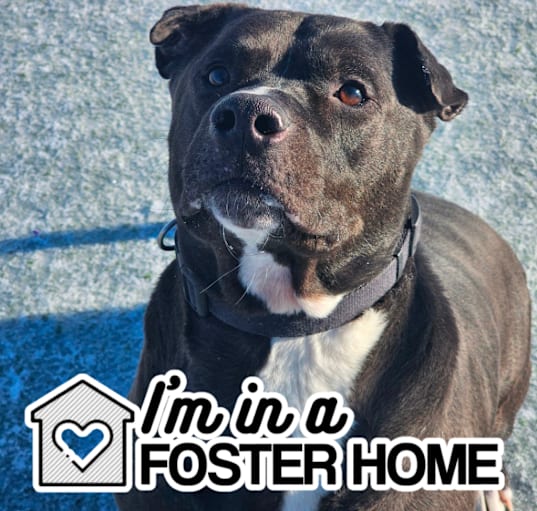 Photo of Vinnie-I'm in a foster- ask to visit me!