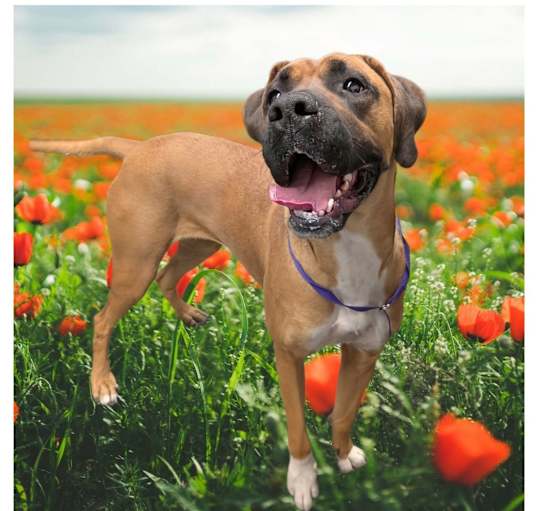 Photo of DAISY DUKE
