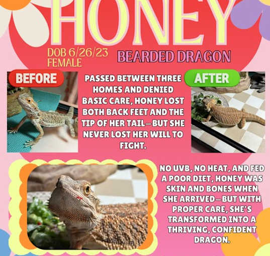 Photo of Honey