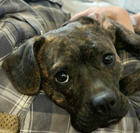 Photo of Skye