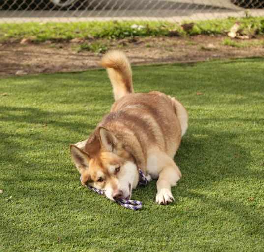 Photo of Shiloh