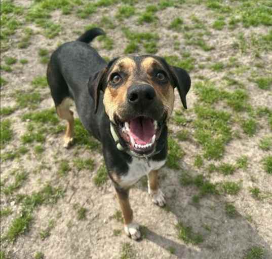 Photo of BAILEY