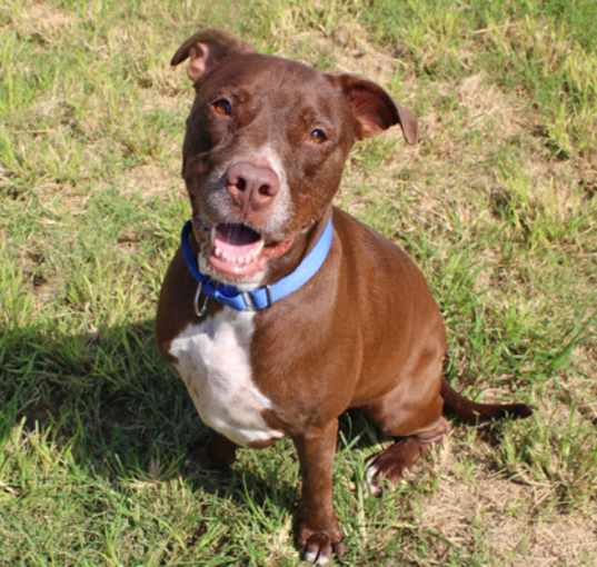 Photo of Xena (in foster)