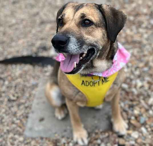 Photo of Willow