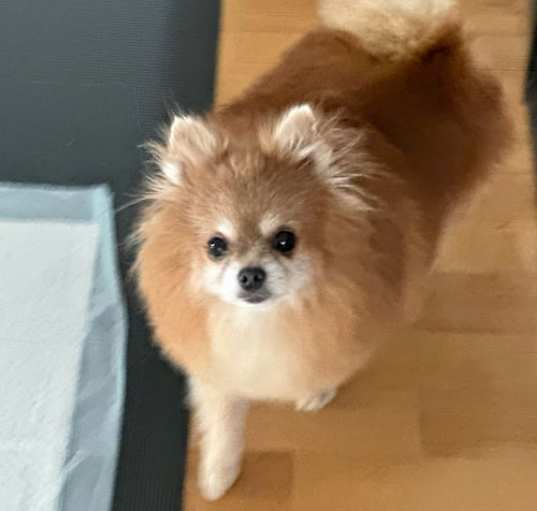 Photo of Rosebud