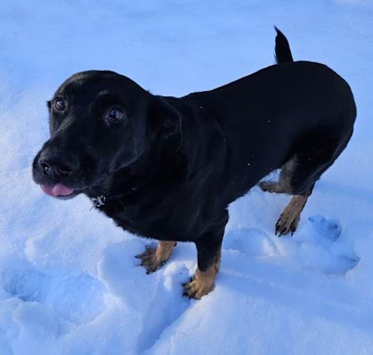 Photo of Cross Posting - Shelby