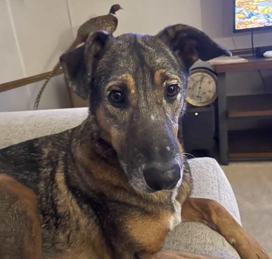 Photo of Boone