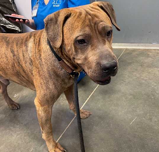 Photo of Brutus