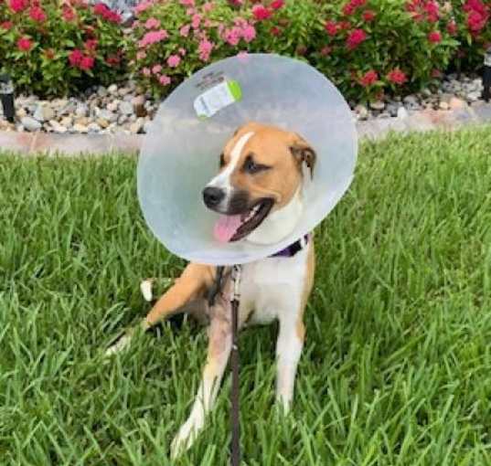 Photo of Comet