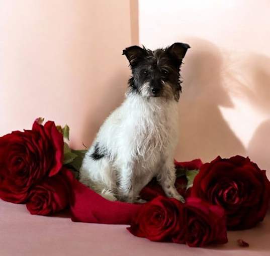 Photo of Wanda