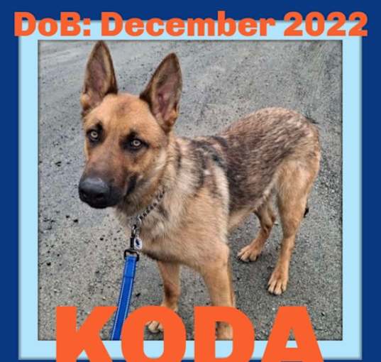 Photo of KODA - $300